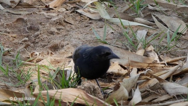 Chopi Blackbird - ML201800271