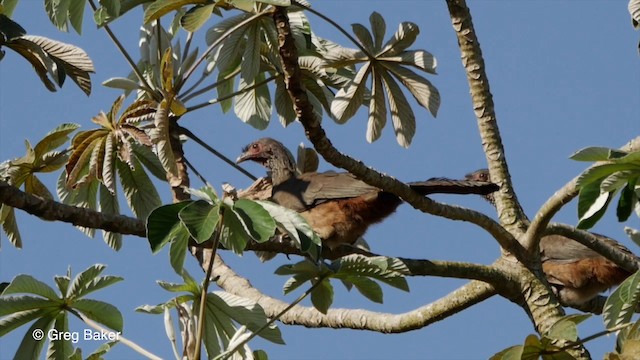 Chachalaca Charata - ML201800361