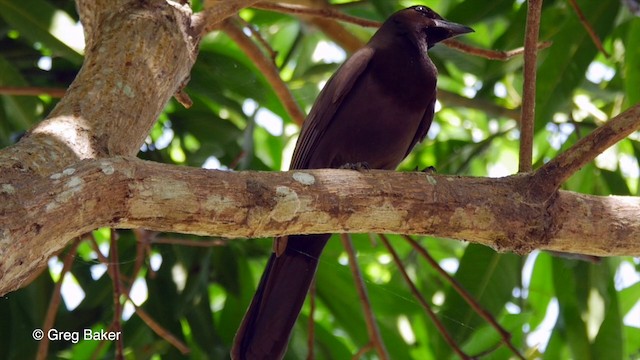 Purplish Jay - ML201800371