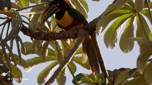 Chestnut-eared Aracari - ML201800401