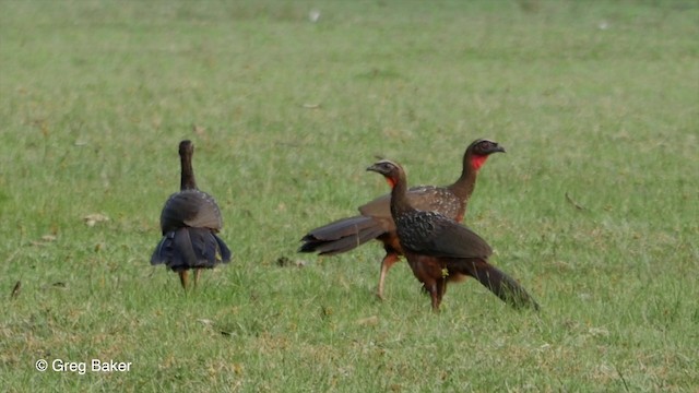 Chestnut-bellied Guan - ML201800411