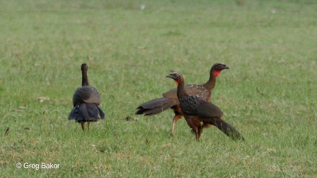 Chestnut-bellied Guan - ML201800411