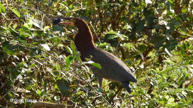 Rufescent Tiger-Heron - ML201800441