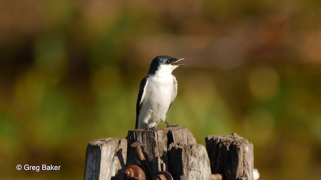 Hirondelle à ailes blanches - ML201800461