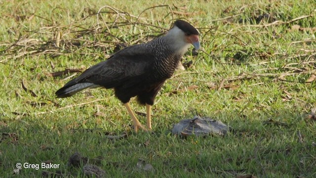 Crested Caracara (Southern) - ML201800471