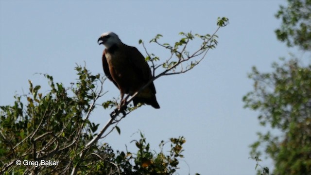 Black-collared Hawk - ML201800521