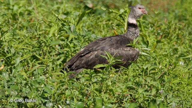 Southern Screamer - ML201800551