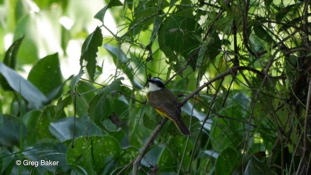 Lesser Kiskadee - ML201800561