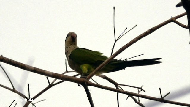 Monk Parakeet (Monk) - ML201800591