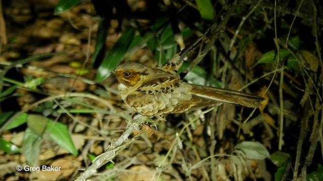 Chotacabras Pauraque - ML201800621