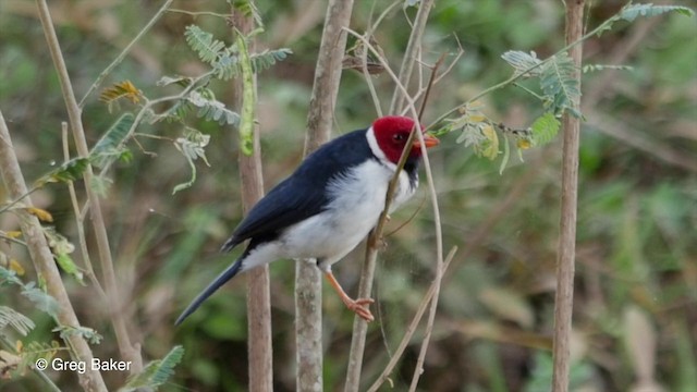 Yellow-billed Cardinal - ML201800631