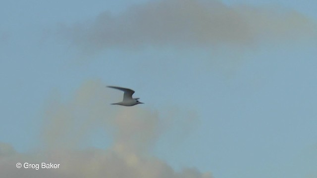 White Tern (Pacific) - ML201800681