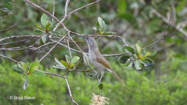 Barred Honeyeater - ML201800721