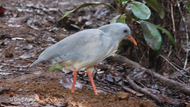 kagu chocholatý - ML201800761