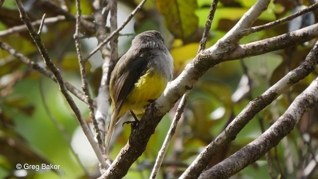 Yellow-bellied Flyrobin - ML201800781