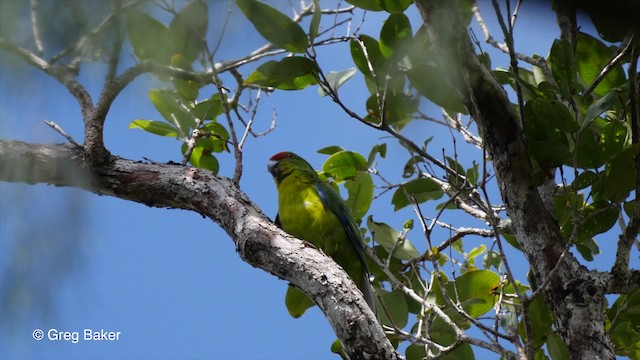 New Caledonian Parakeet - ML201800801