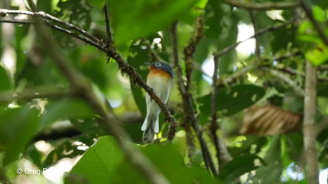 Melanesian Flycatcher - ML201800841