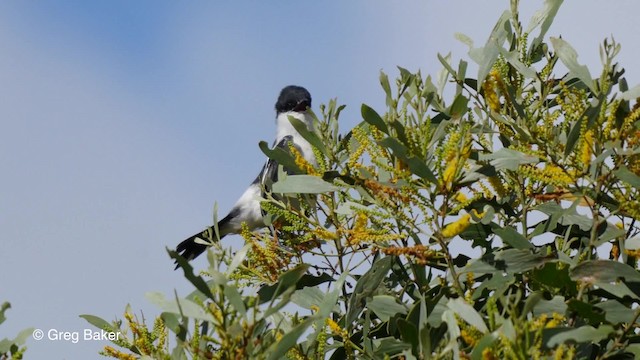 Long-tailed Triller - ML201800871