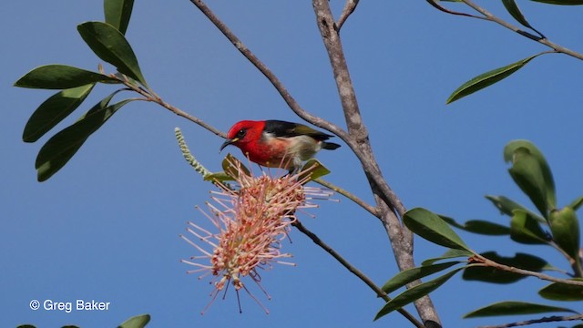 New Caledonian Myzomela - ML201800881