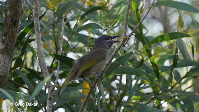 Dark-brown Honeyeater - ML201800891