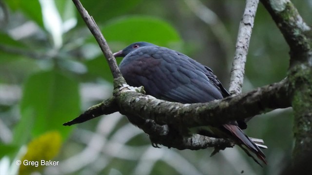 New Caledonian Imperial-Pigeon - ML201800911