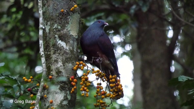 New Caledonian Imperial-Pigeon - ML201800921