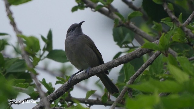 Dark-brown Honeyeater - ML201800951