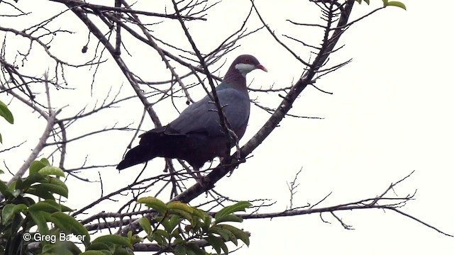 Metallic Pigeon (Metallic) - ML201800961