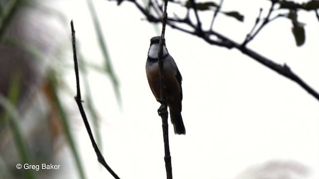 Rufous Whistler - ML201800981