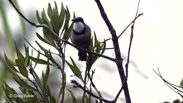 Rufous Whistler - ML201800991