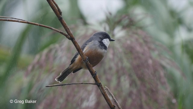 アカハラモズヒタキ - ML201801001