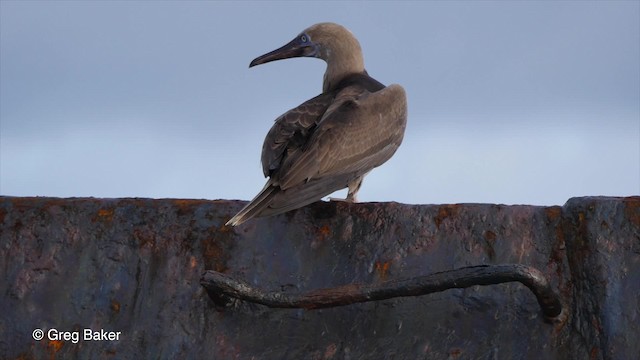 Red-footed Booby - ML201801031