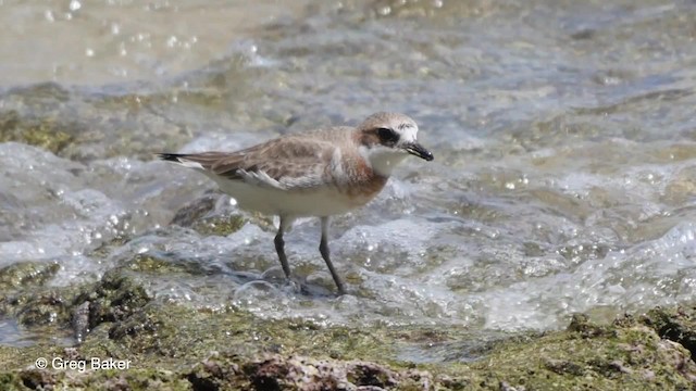 Siberian Sand-Plover - ML201801041