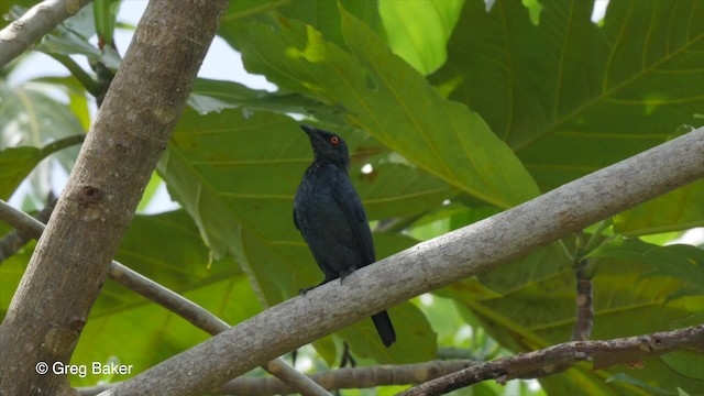 Singing Starling - ML201801081