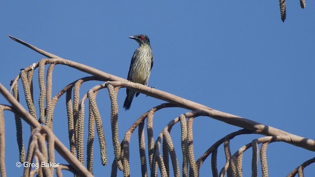 Metallic Starling (Metallic) - ML201801171