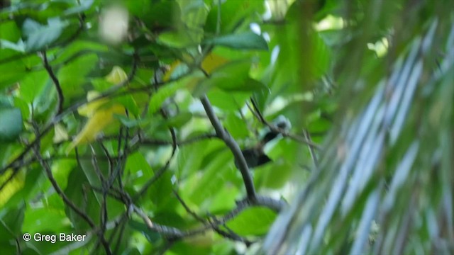 Solomons Rufous Fantail - ML201801181