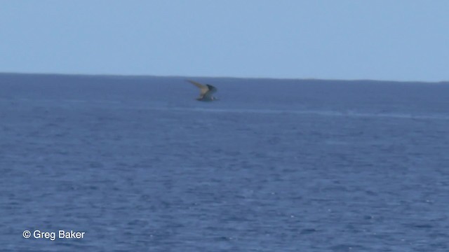 Bridled Tern - ML201801211