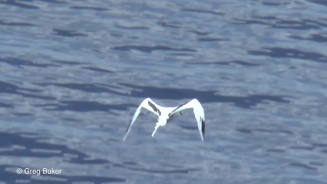 White-tailed Tropicbird (Pacific) - ML201801221