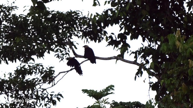 Coucal à tête fauve - ML201801231