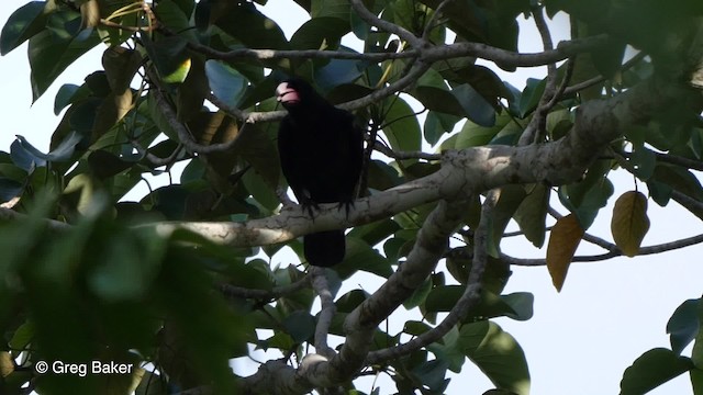 Guadalcanal Crow - ML201801261