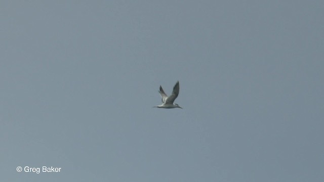 Great Crested Tern - ML201801331