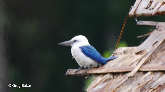 Beach Kingfisher (Beach) - ML201801351