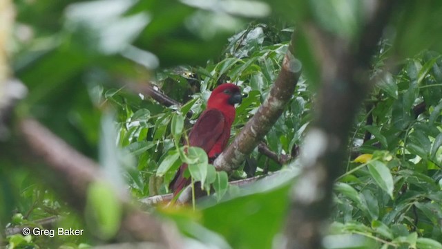 Cardinal Lory - ML201801361