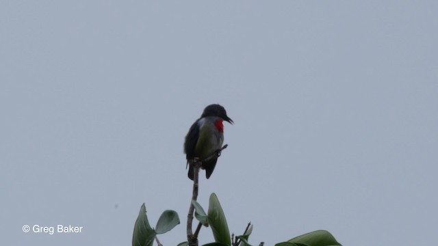 Midget Flowerpecker - ML201801391