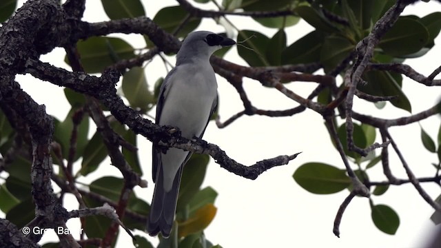 Oruguero Papú - ML201801411