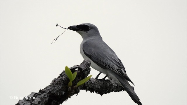 White-bellied Cuckooshrike - ML201801421