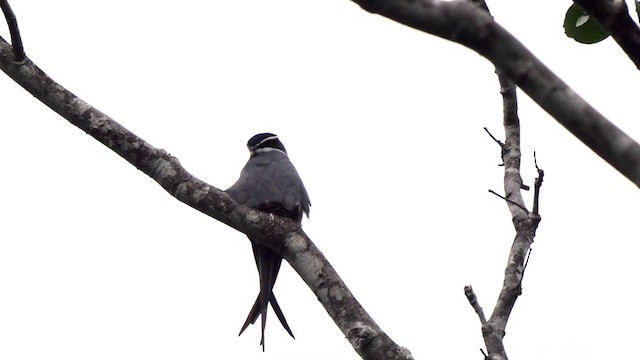 シラヒゲカンムリアマツバメ - ML201801431