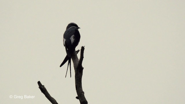 Moustached Treeswift - ML201801441