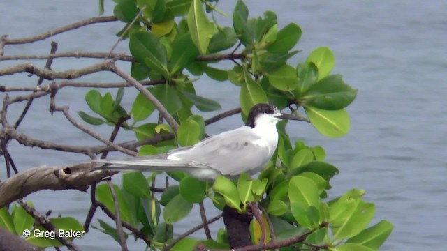 Common Tern (longipennis) - ML201801461