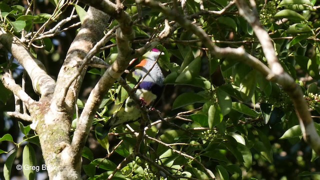 Superb Fruit-Dove (Eastern) - ML201801471
